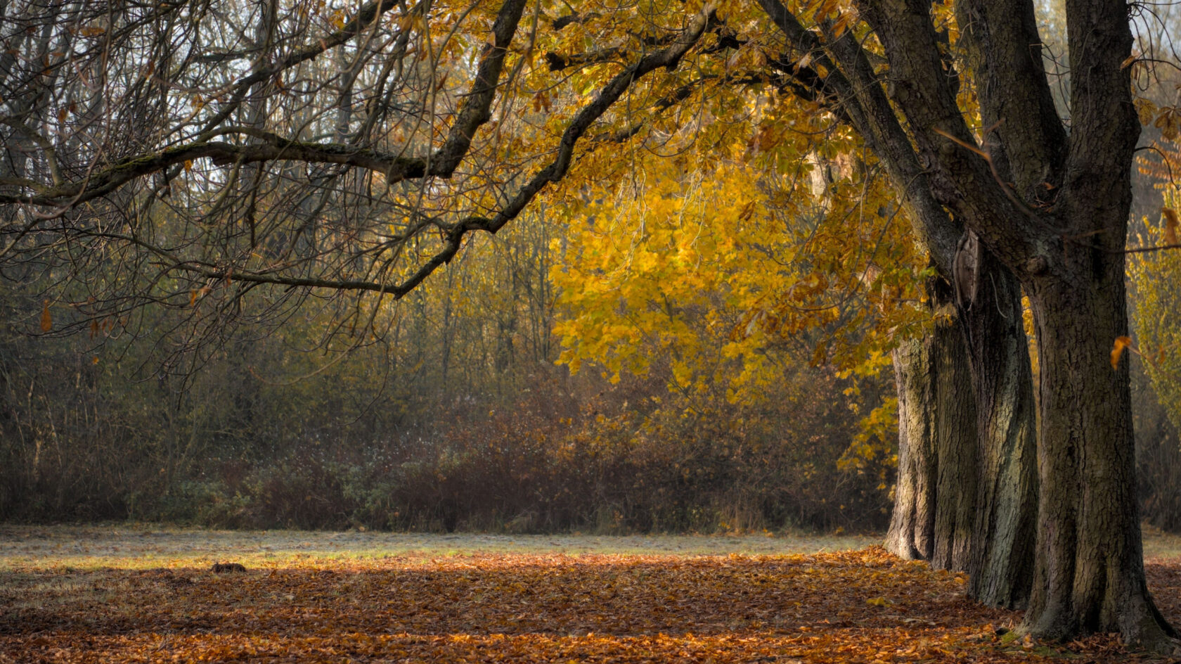 trees-6855857_2
