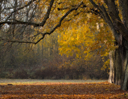 trees-6855857_2